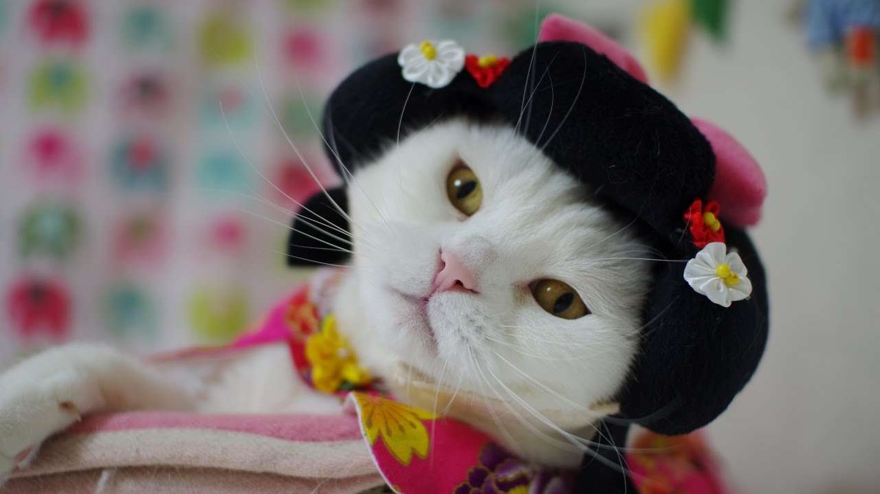 ガルちゃん猫カフェ21号店 開店しました♪ (初めての方も大歓迎！)