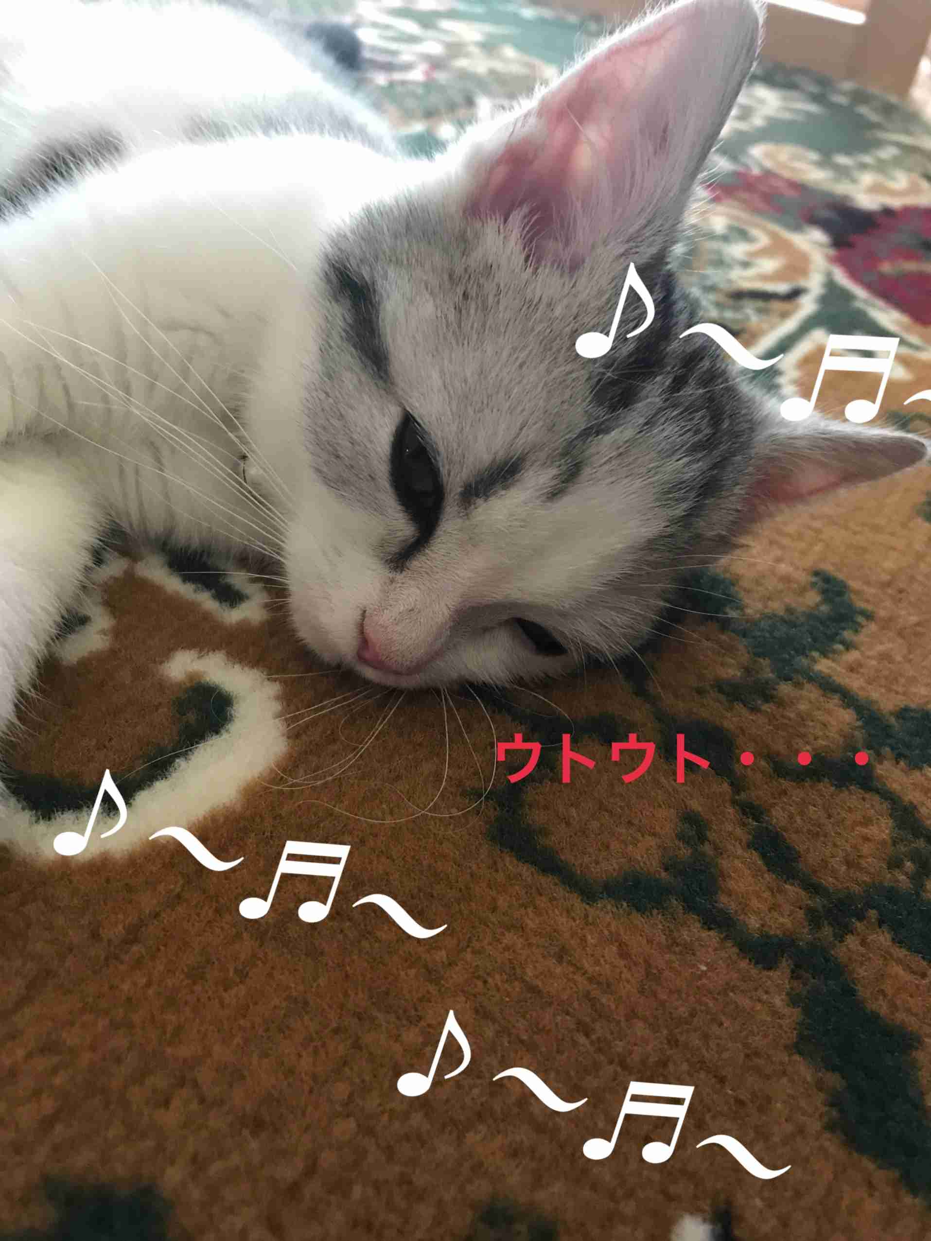 ガルちゃん猫カフェ21号店 開店しました♪ (初めての方も大歓迎!)