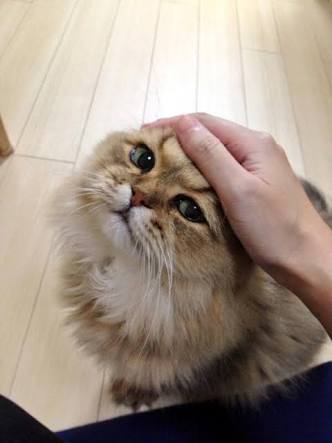 ガルちゃん猫カフェ21号店 開店しました♪ (初めての方も大歓迎!)