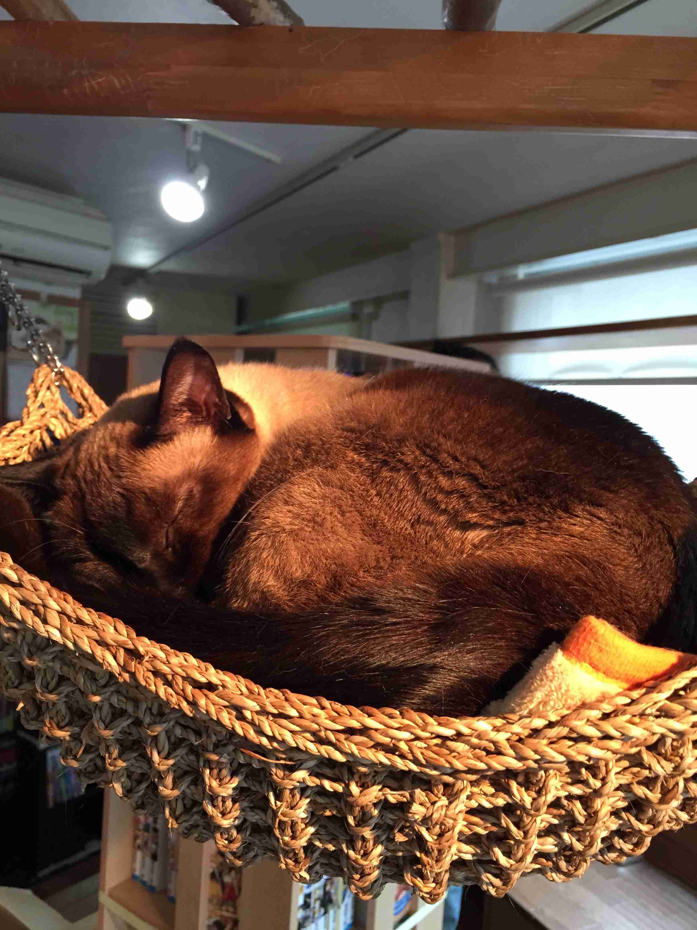 ガルちゃん猫カフェ21号店 開店しました♪ (初めての方も大歓迎!)