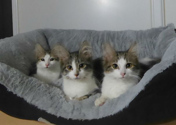 ガルちゃん猫カフェ21号店 開店しました♪ (初めての方も大歓迎!)