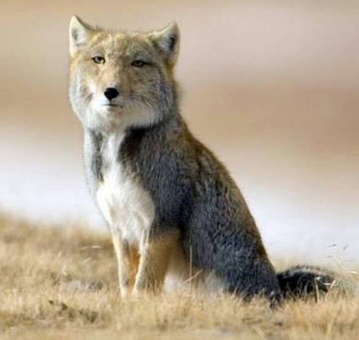 指原莉乃　“アラサー”もアイドル続行宣言「まだまだグループで頑張らせて」