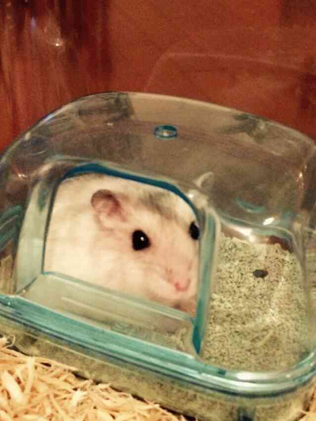 ペットの名前をおしえて
