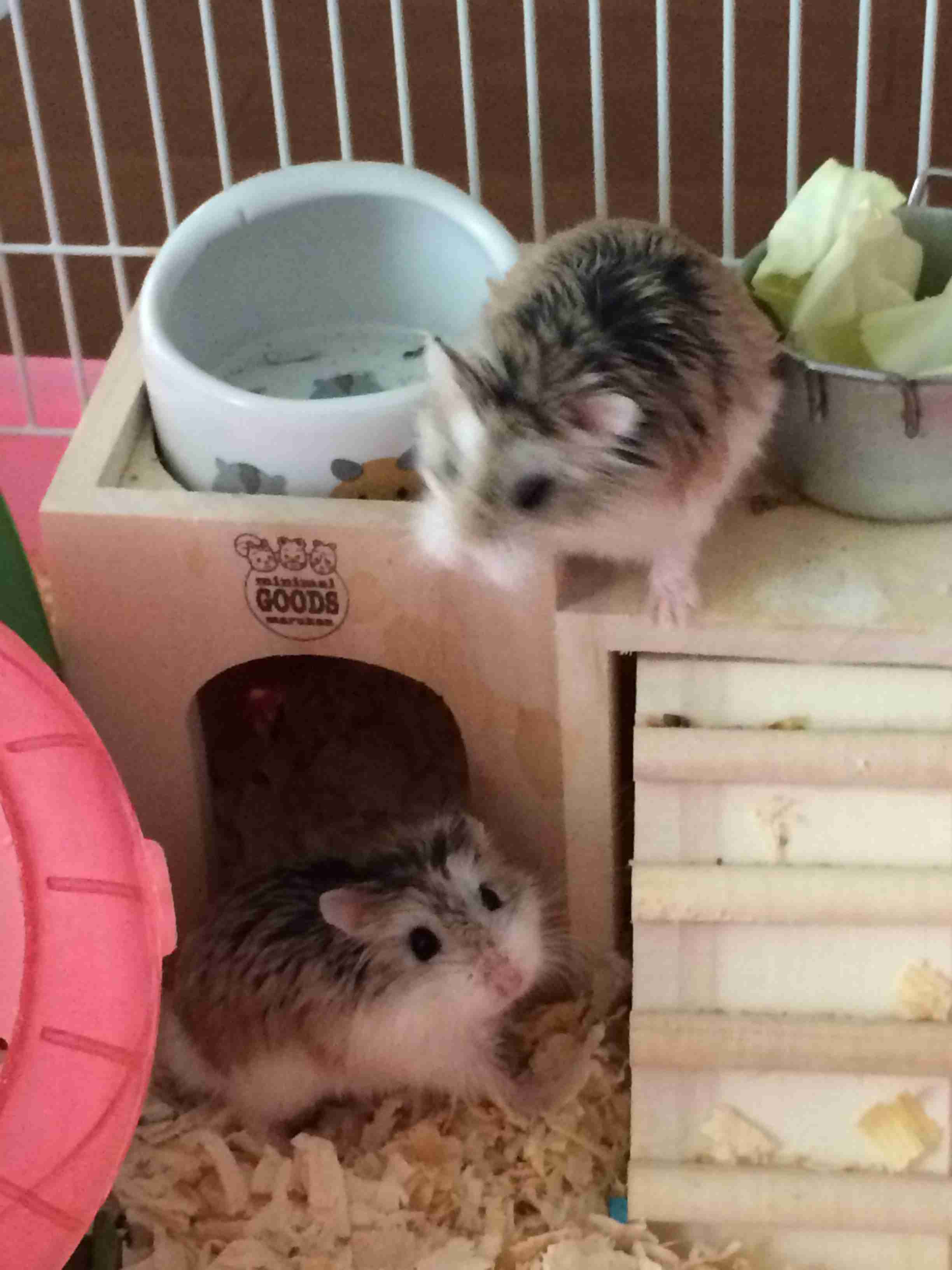 ペットの名前をおしえて