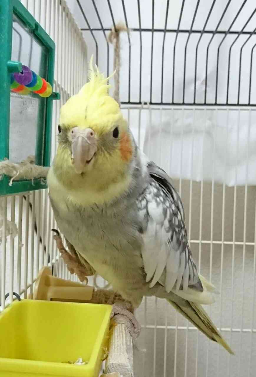 ペットの名前をおしえて