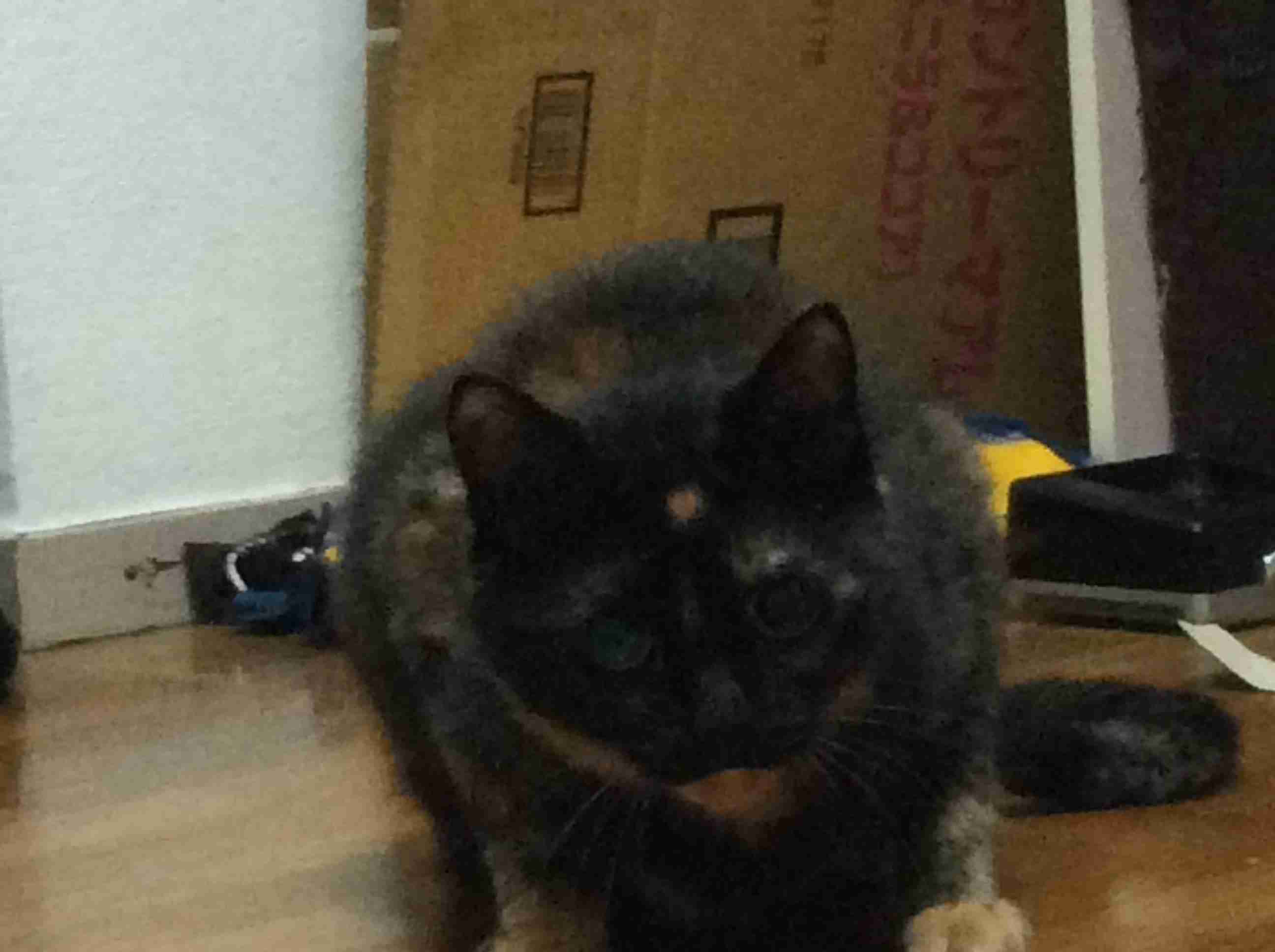 ペットの名前をおしえて