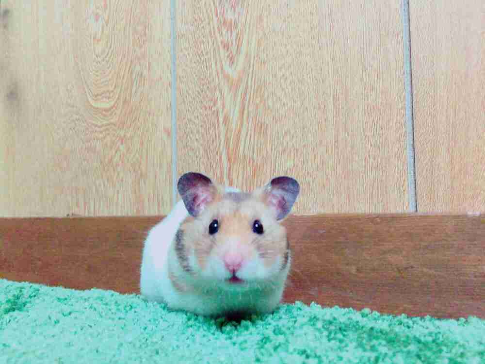 ペットの名前をおしえて