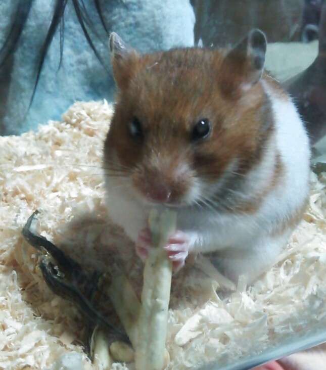 ペットの名前をおしえて