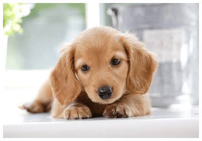 有名人の画像で会話するトピ Part3