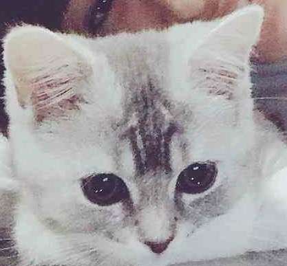 猫を抱く広瀬すずが美少女すぎると話題　「猫になりたい」の声続出