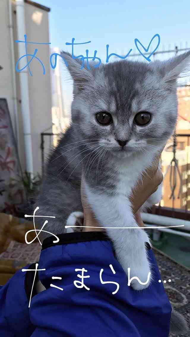 猫を抱く広瀬すずが美少女すぎると話題　「猫になりたい」の声続出