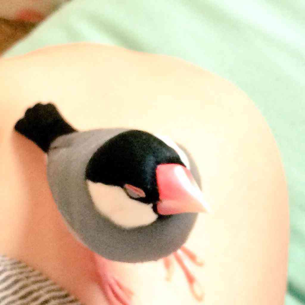 我が家の珍ペット