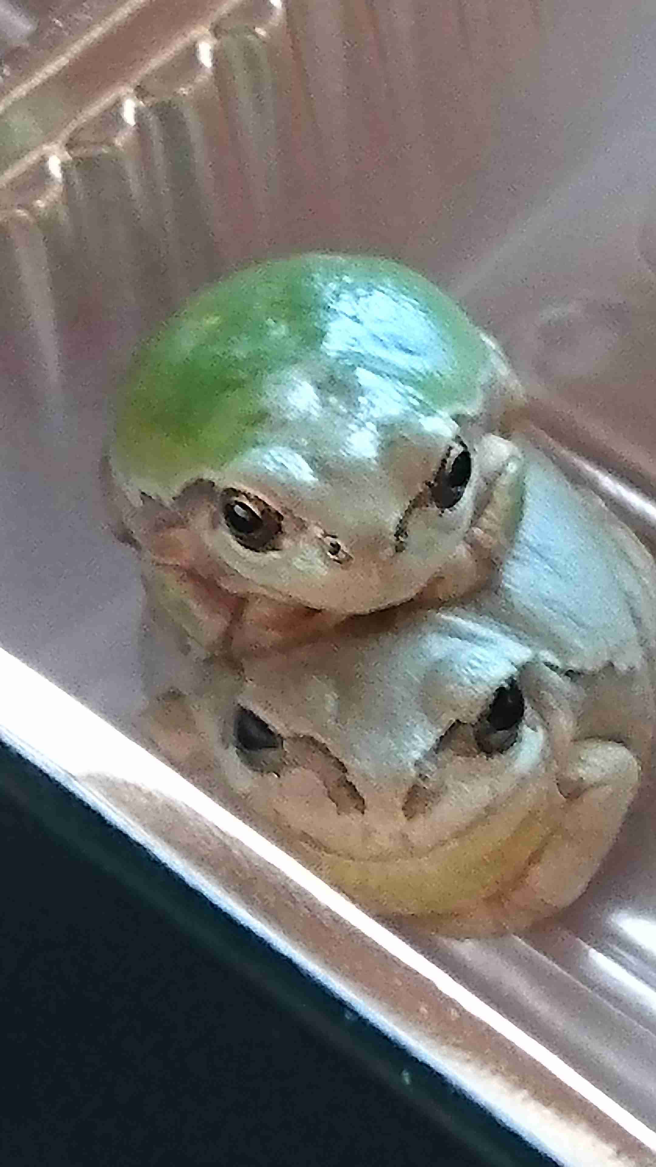 我が家の珍ペット
