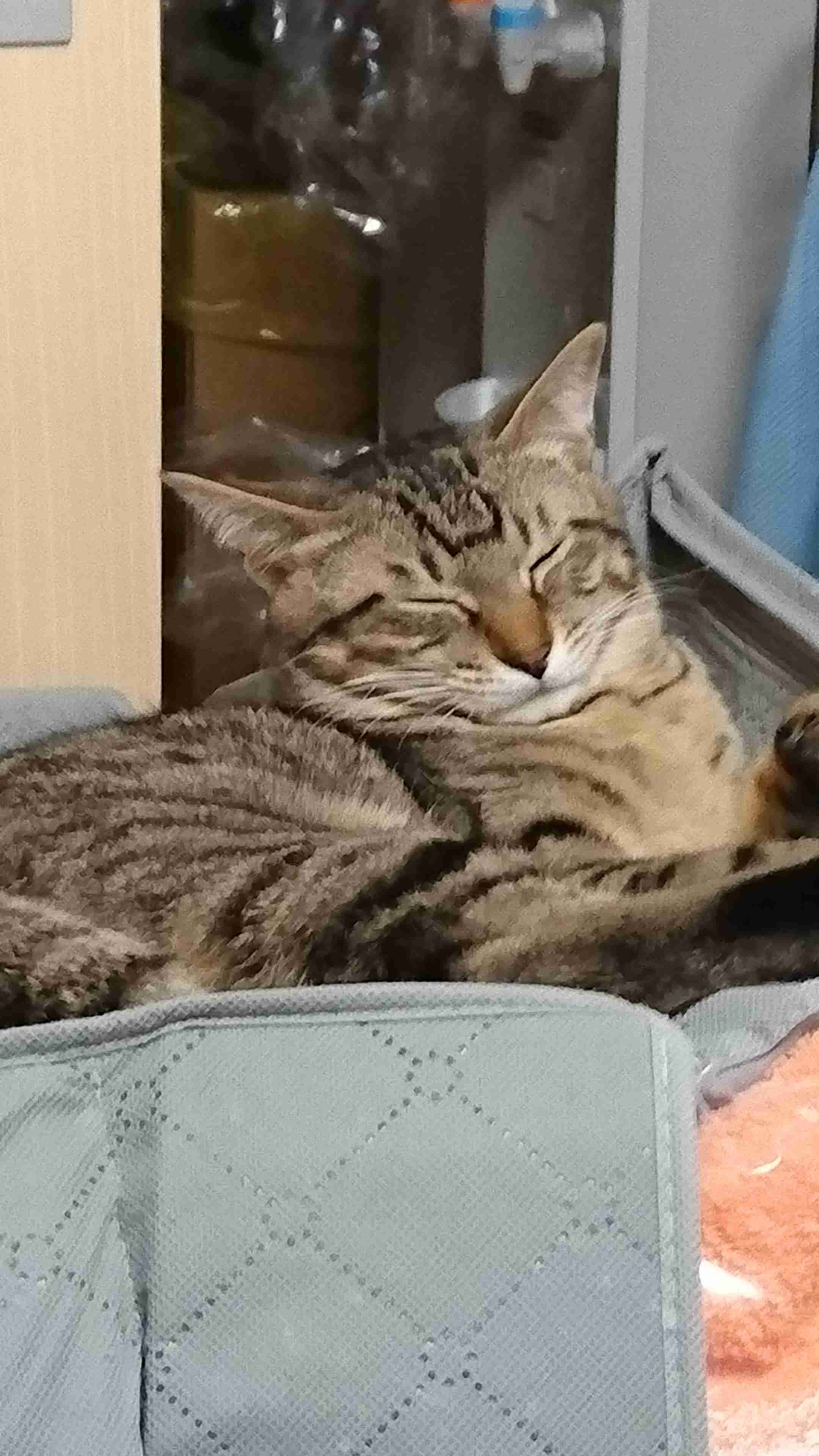 我が家の珍ペット