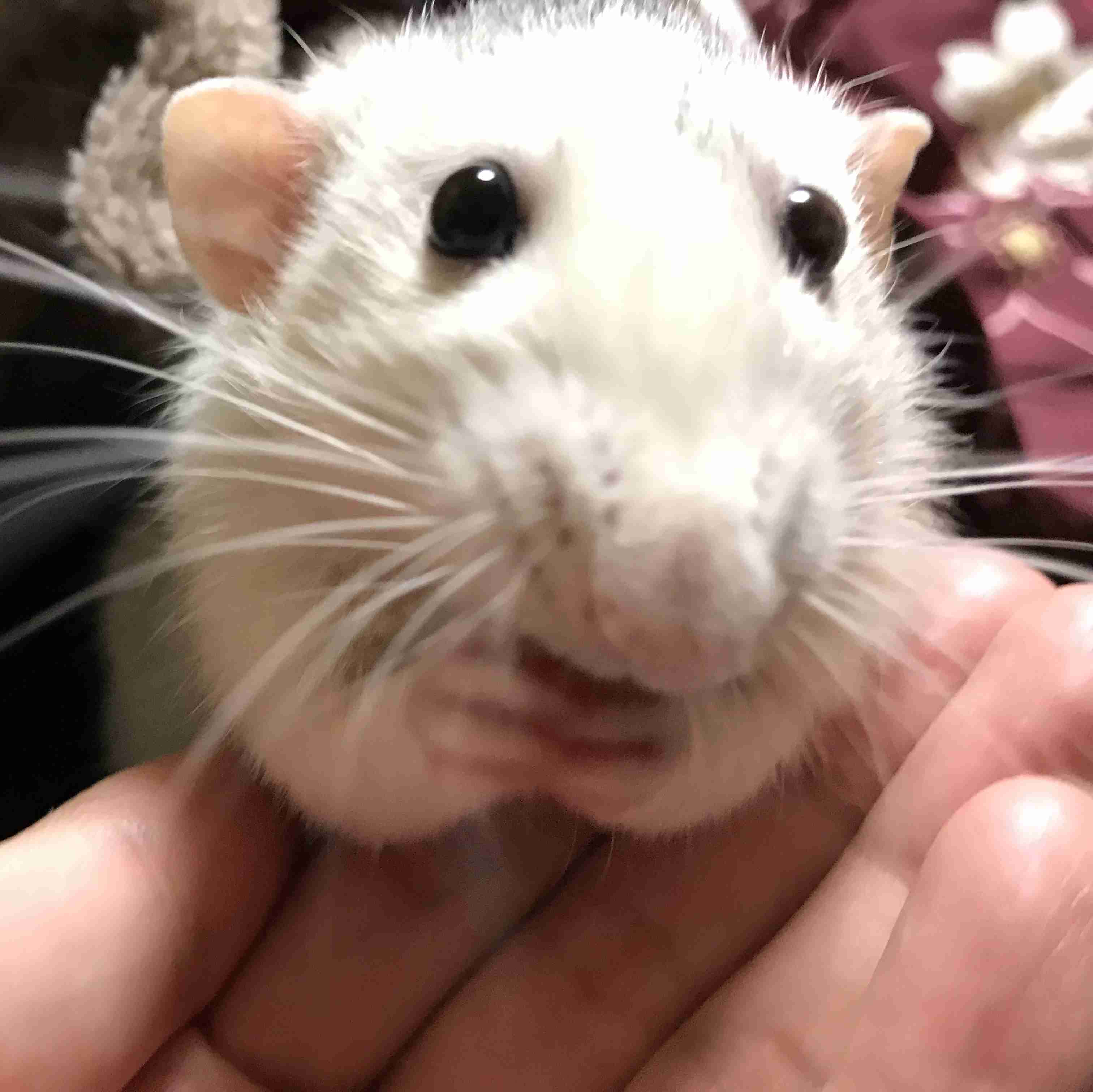 我が家の珍ペット