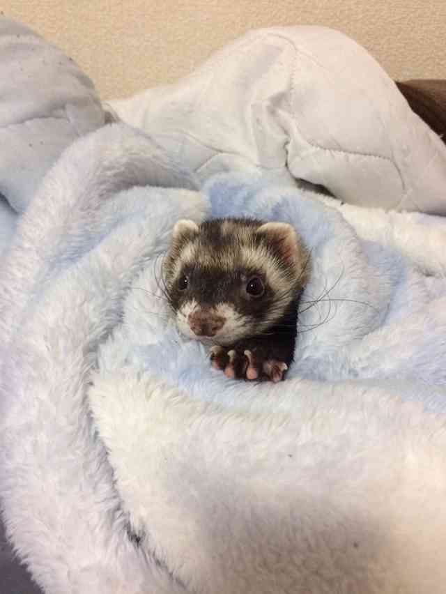 我が家の珍ペット