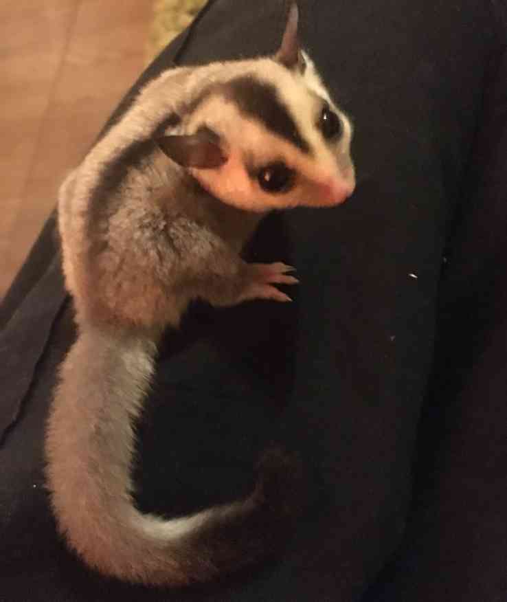 我が家の珍ペット