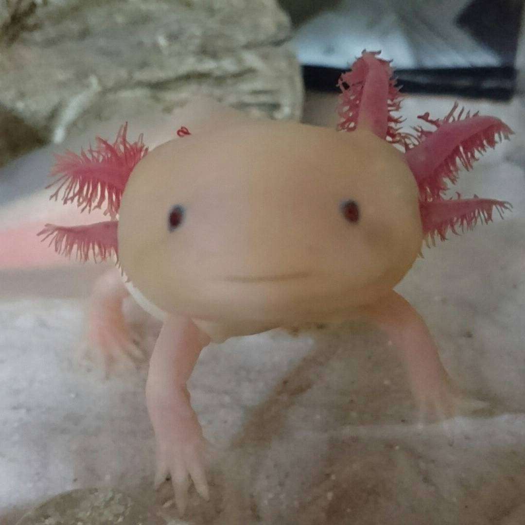 我が家の珍ペット