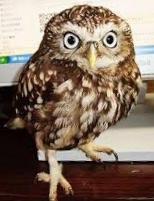 我が家の珍ペット