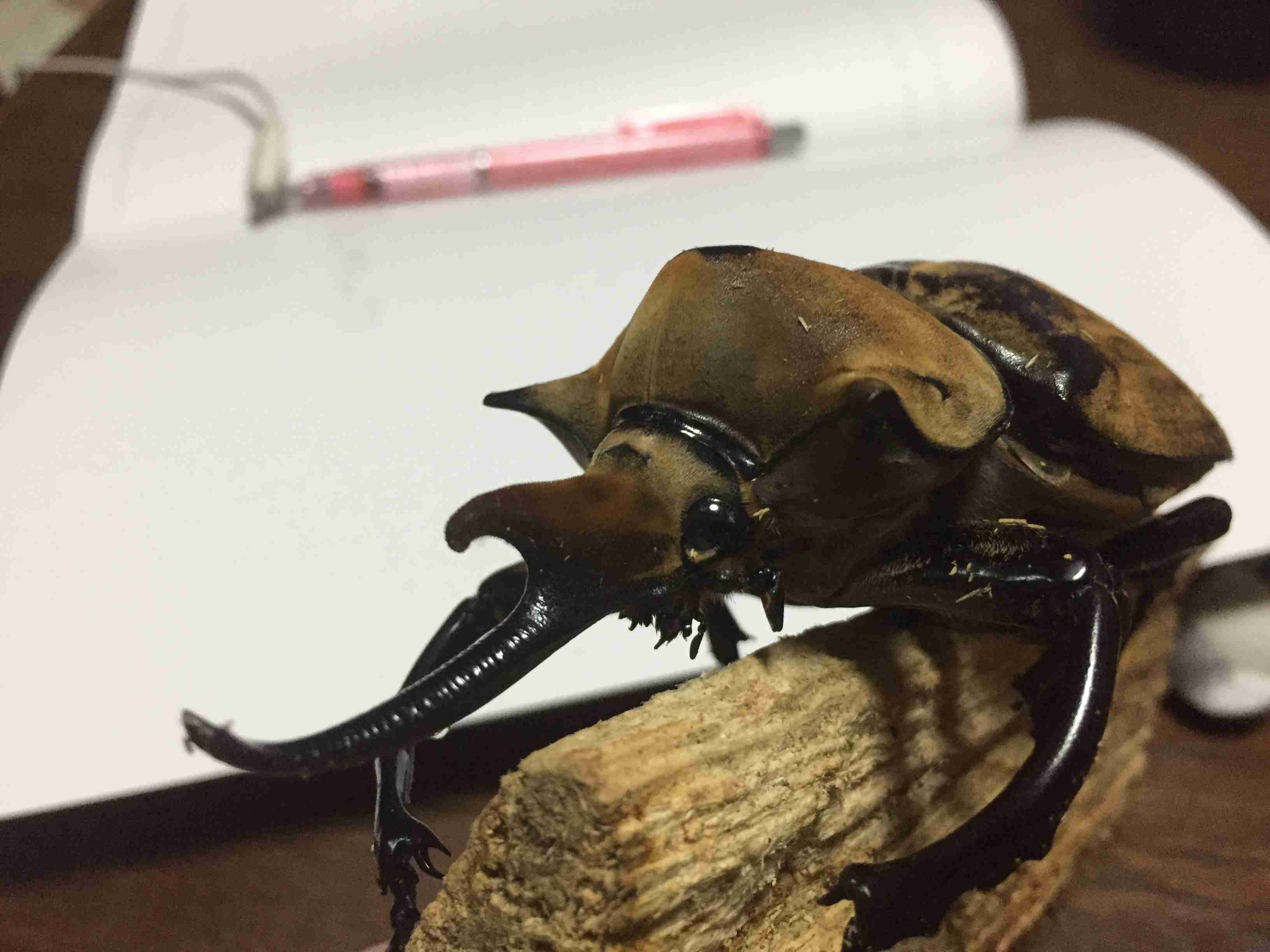 我が家の珍ペット