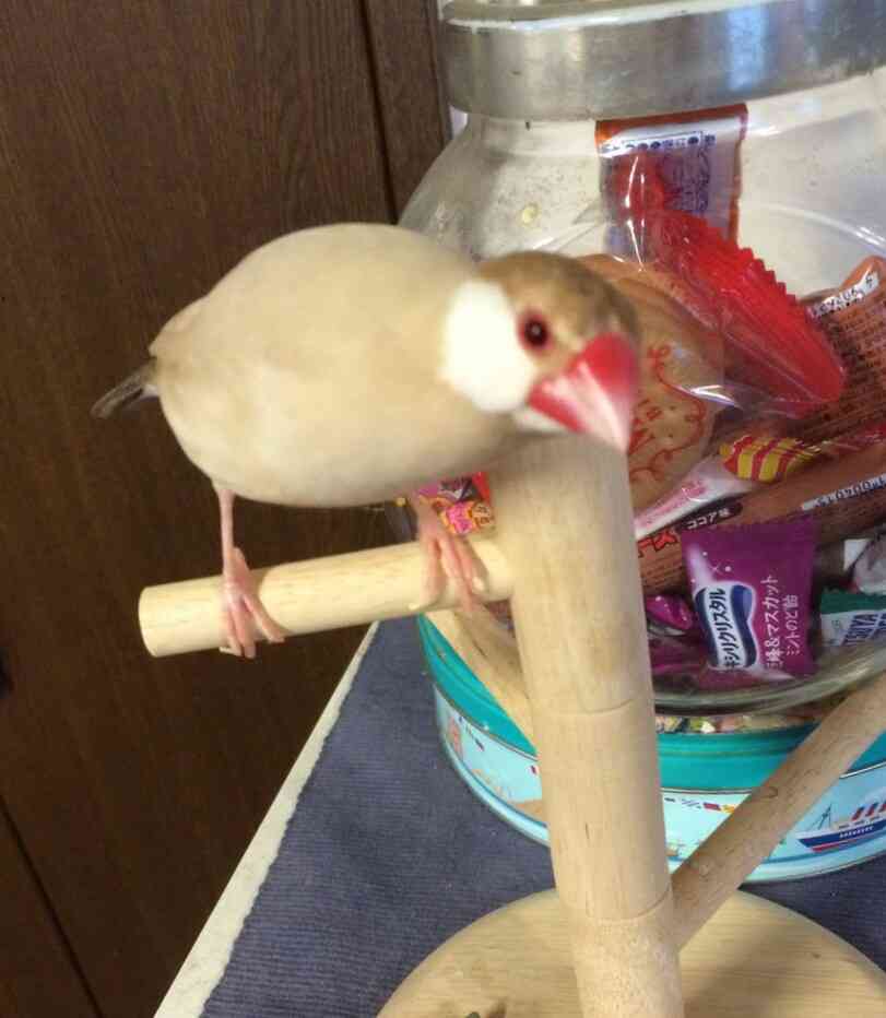 我が家の珍ペット