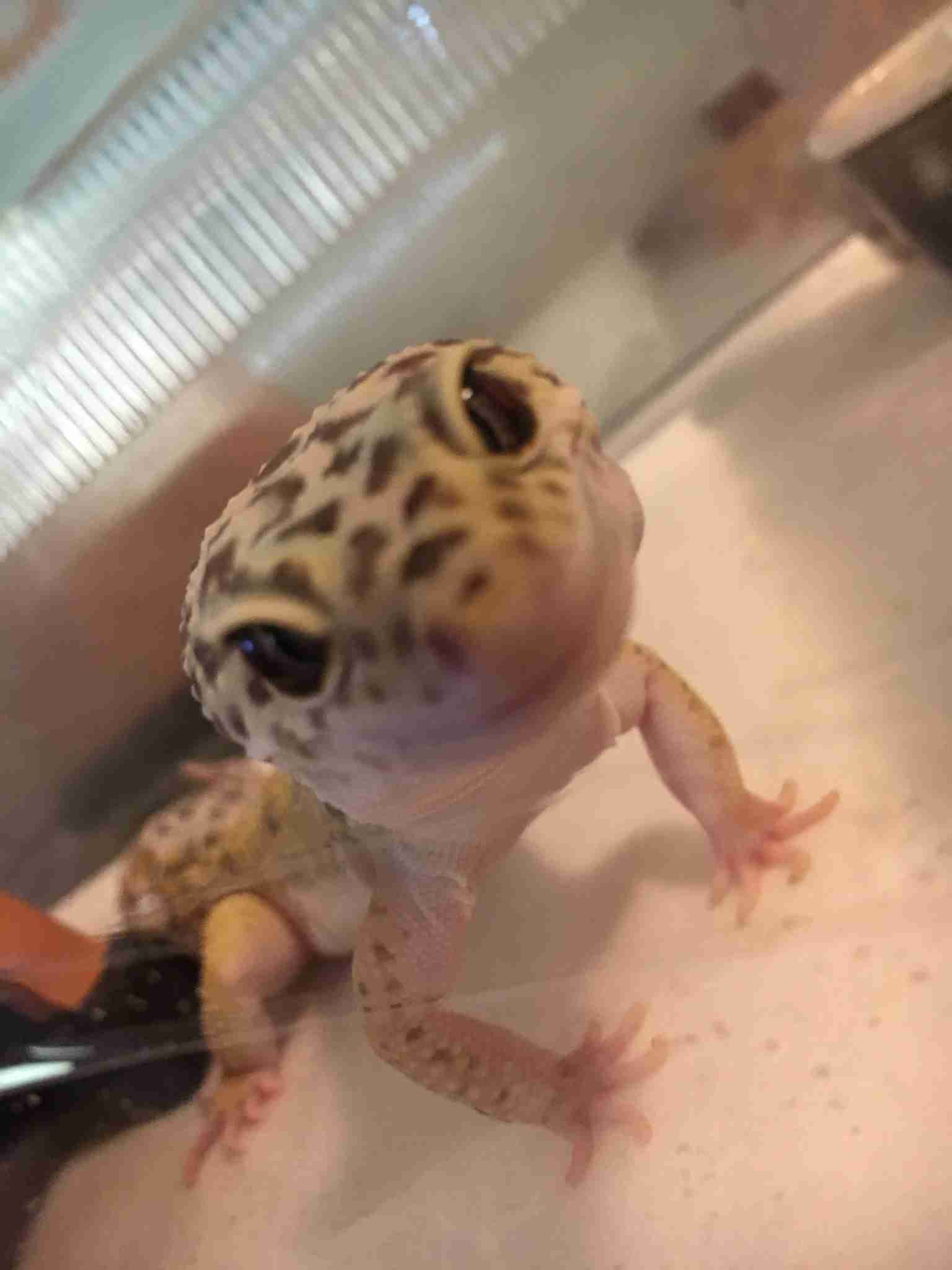 我が家の珍ペット