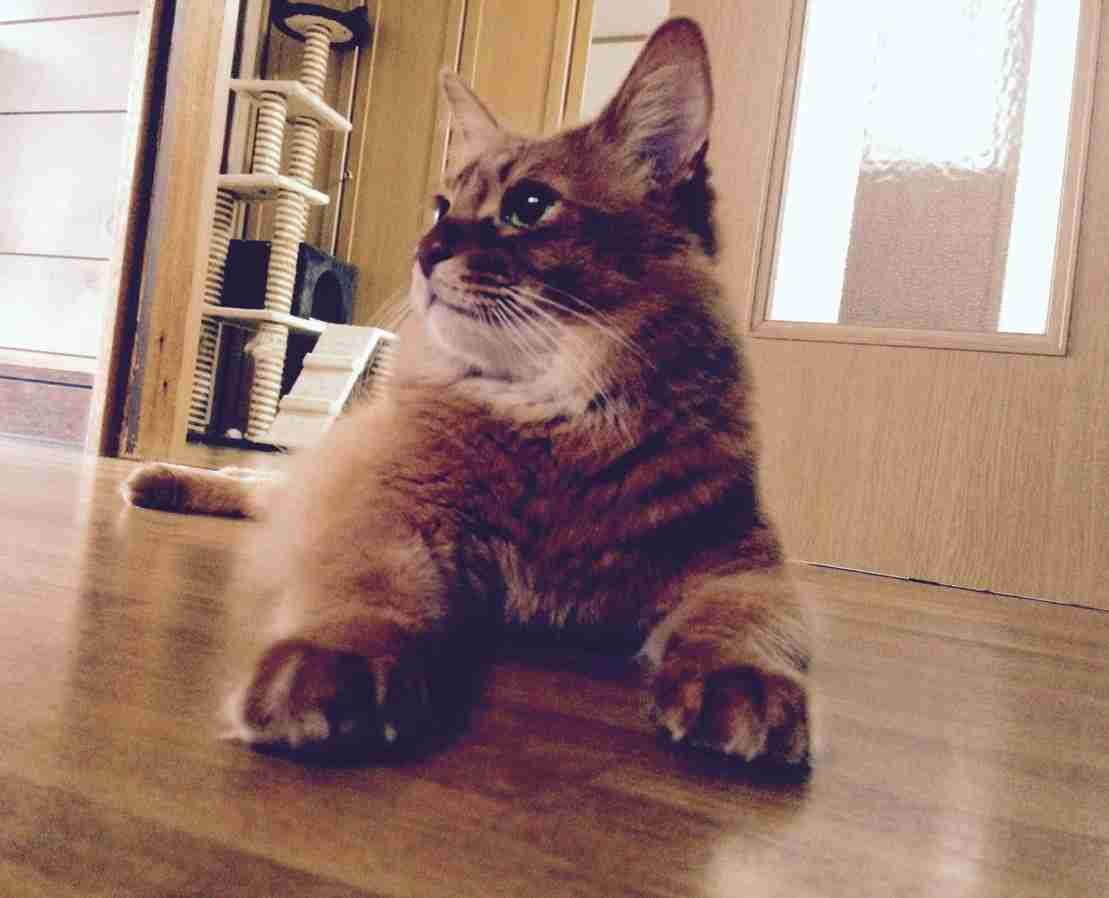我が家の珍ペット