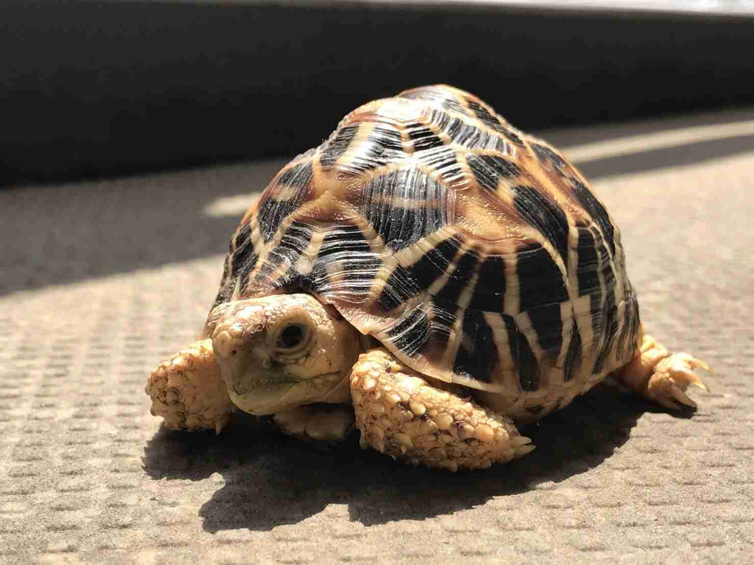 我が家の珍ペット