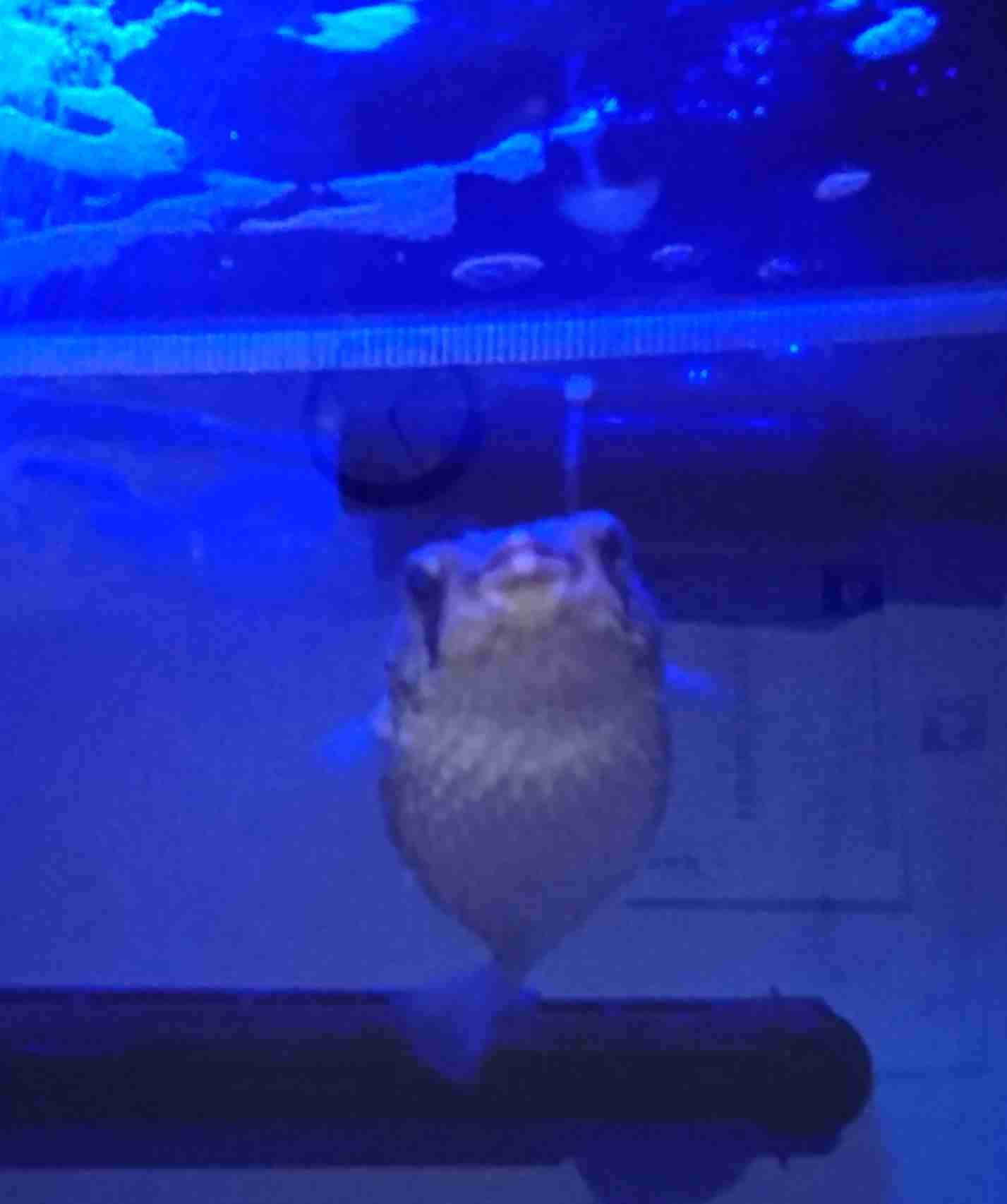 我が家の珍ペット