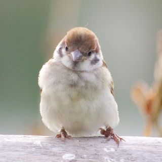 鳥の画像を貼っていくトピ