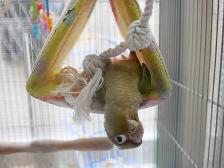 鳥の画像を貼っていくトピ
