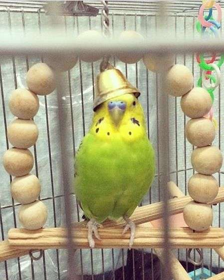 鳥の画像を貼っていくトピ