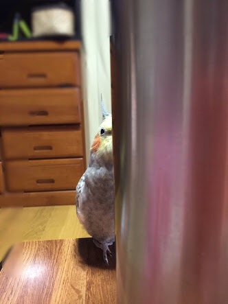 鳥の画像を貼っていくトピ