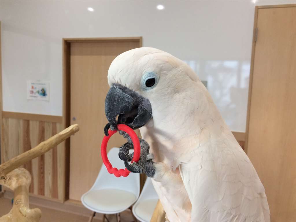 鳥の画像を貼っていくトピ