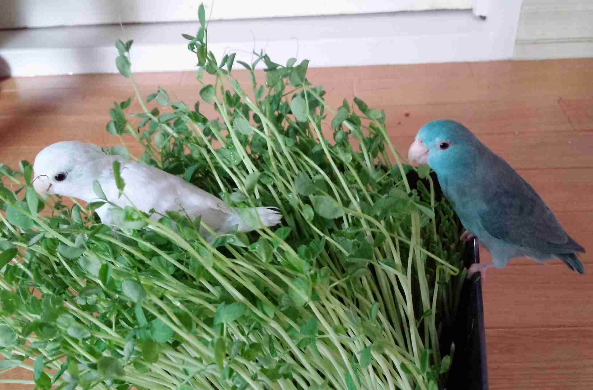 鳥の画像を貼っていくトピ