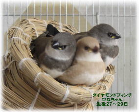鳥の画像を貼っていくトピ