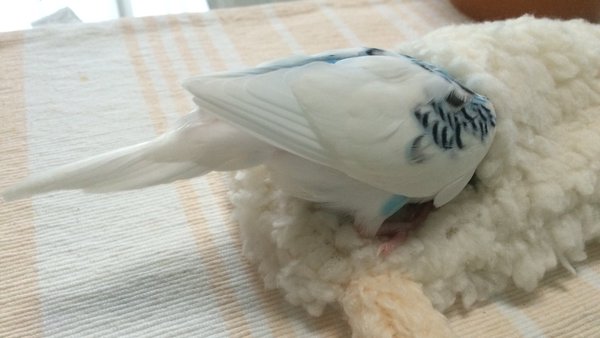鳥の画像を貼っていくトピ