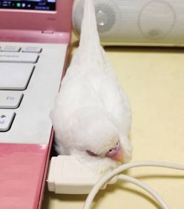 鳥の画像を貼っていくトピ