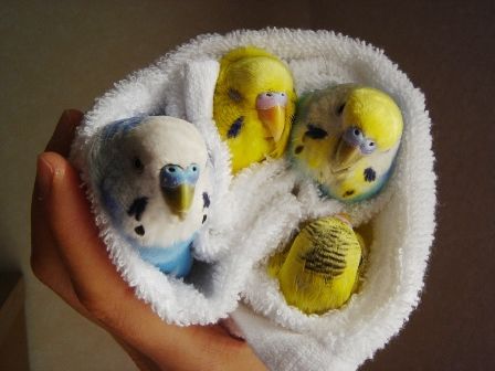 鳥の画像を貼っていくトピ