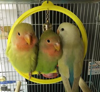 鳥の画像を貼っていくトピ