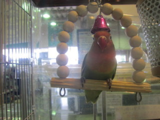 鳥の画像を貼っていくトピ
