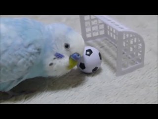 鳥の画像を貼っていくトピ