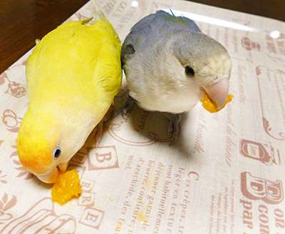 鳥の画像を貼っていくトピ
