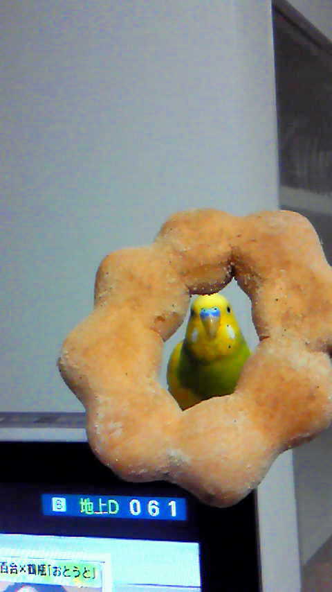 鳥の画像を貼っていくトピ