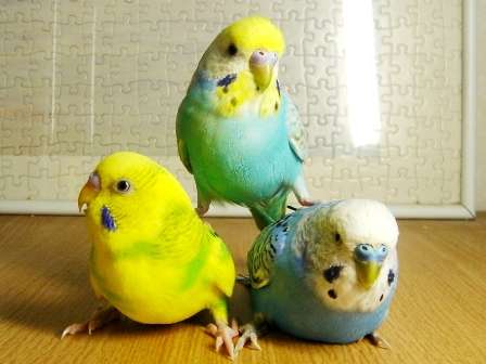 鳥の画像を貼っていくトピ