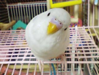鳥の画像を貼っていくトピ