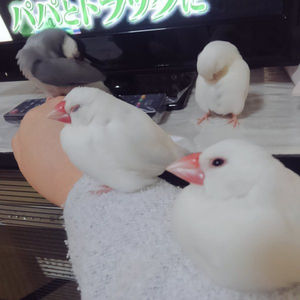 鳥の画像を貼っていくトピ
