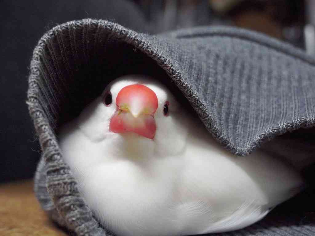 鳥の画像を貼っていくトピ