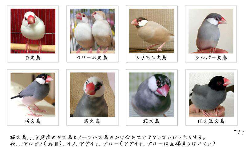 鳥の画像を貼っていくトピ