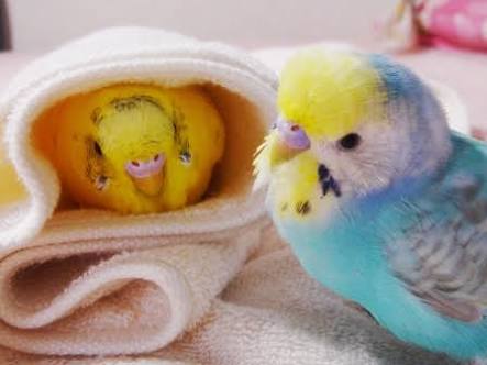 鳥の画像を貼っていくトピ
